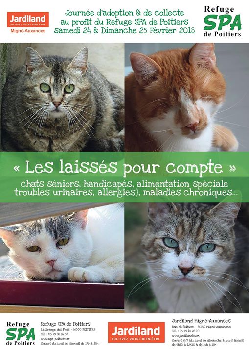 Les Chats Laisses Pour Compte Du Spa De Poitiers Jardiland Les Chats Laisses Pour Compte Du Spa De Poitiers Jardiland